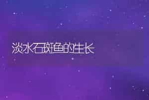 淡水石斑鱼的生长