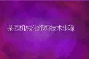 茶园机械化修剪技术步骤