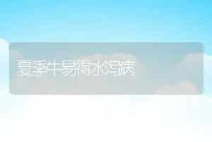 夏季牛易得水泻病