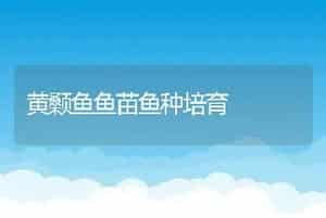 黄颡鱼鱼苗鱼种培育