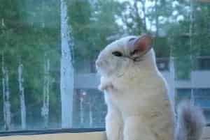 小龙猫的认知行为你了解吗