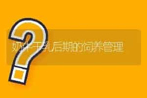 奶牛干乳后期的饲养管理