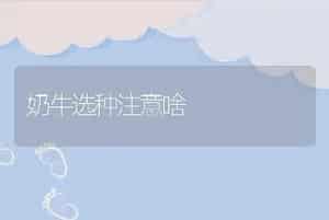 奶牛选种注意啥
