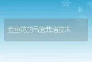 金鱼花的吊篮栽培技术