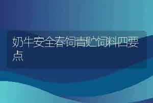 奶牛安全春饲青贮饲料四要点