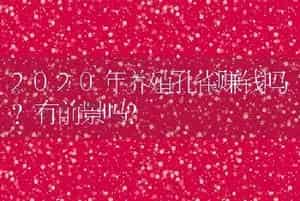 2020年养殖孔雀赚钱吗？有前景吗？