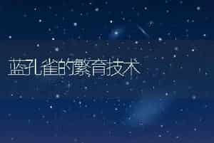 蓝孔雀的繁育技术