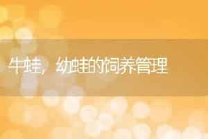 牛蛙，幼蛙的饲养管理