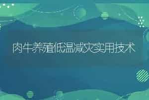 肉牛养殖低温减灾实用技术