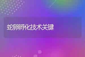 蛇卵孵化技术关键