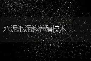 水泥池泥鳅养殖技术
