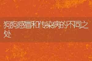 狗狗感冒和传染病的不同之处