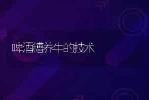 啤酒糟养牛的技术