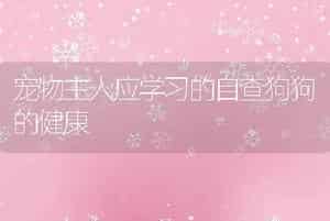 宠物主人应学习的自查狗狗的健康