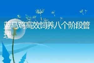 蓝马鸡高效饲养八个阶段管理