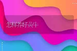 怎样养好黄牛