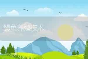 鳗鱼养殖技术