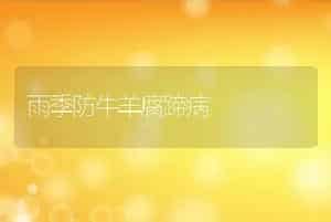 雨季防牛羊腐蹄病