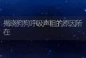 狗狗干咳的危害大