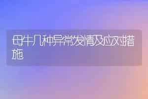 母牛几种异常发情及应对措施