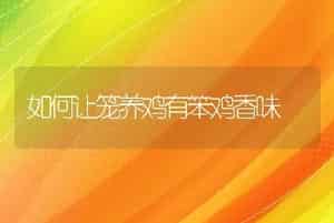 肉牛内科病-瘤胃积食