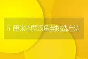5厘米的罗汉鱼苗挑选方法