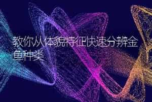 教你从体貌特征快速分辨金鱼种类