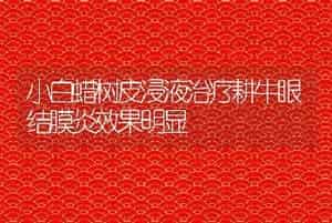 小白蜡树皮浸液治疗耕牛眼结膜炎效果明显