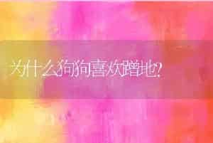为什么狗狗喜欢蹭地?
