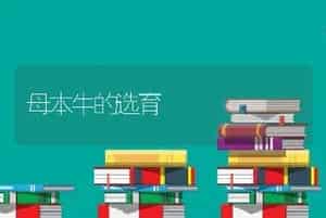 母本牛的选育