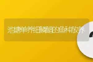 池塘单养细鳞鲳的鱼种放养