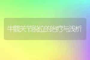 牛髋关节脱位的治疗与浅析
