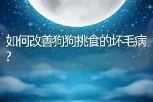 如何改善狗狗挑食的坏毛病?