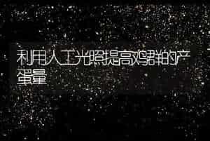 利用人工光照提高鸡群的产蛋量
