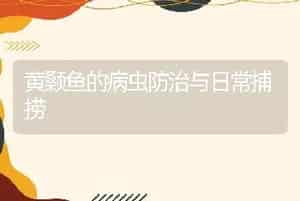 饲料中鱼粉的替代物----蝇蛆