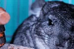 挑选健康龙猫的八个标准