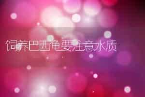 白羽王鸽养殖技术