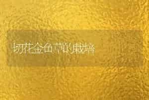 鱼饲料：苏丹草栽培技术