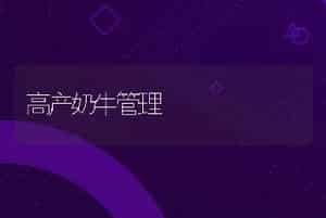高产奶牛管理