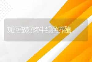 如何做好肉牛绿色养殖