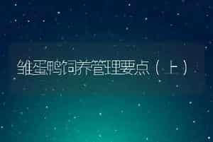 肉牛的发情周期