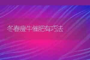 冬春瘦牛催肥有巧法
