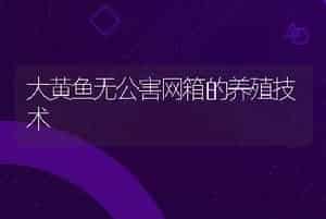 大黄鱼无公害网箱的养殖技术