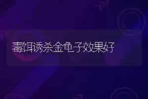 毒饵诱杀金龟子效果好