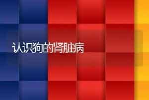 鱼翅的加工技术