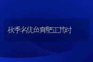 肉牛高效饲养管理技术(2):小牛肉