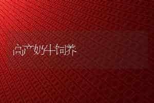 高产奶牛饲养
