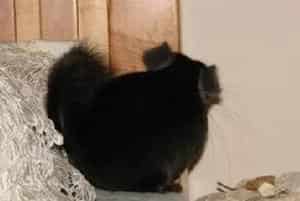 纯黑龙猫的品种简介