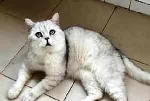 猫咪不喜欢喝水怎么办？让猫爱上喝水的几种方法