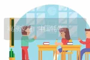 高原家畜 中国牦牛
